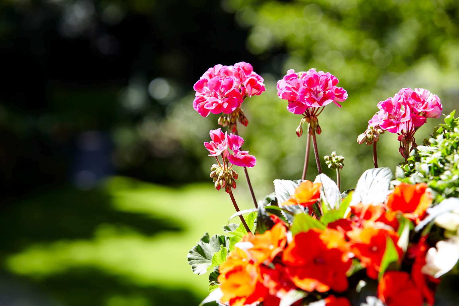 Pflanzen im Garten: Blumenbeete, Bäume und Stauden | Rheingrün